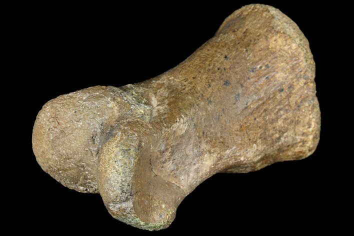 Pachycephalosaur Phalange (Toe Bone) - Montana #121970